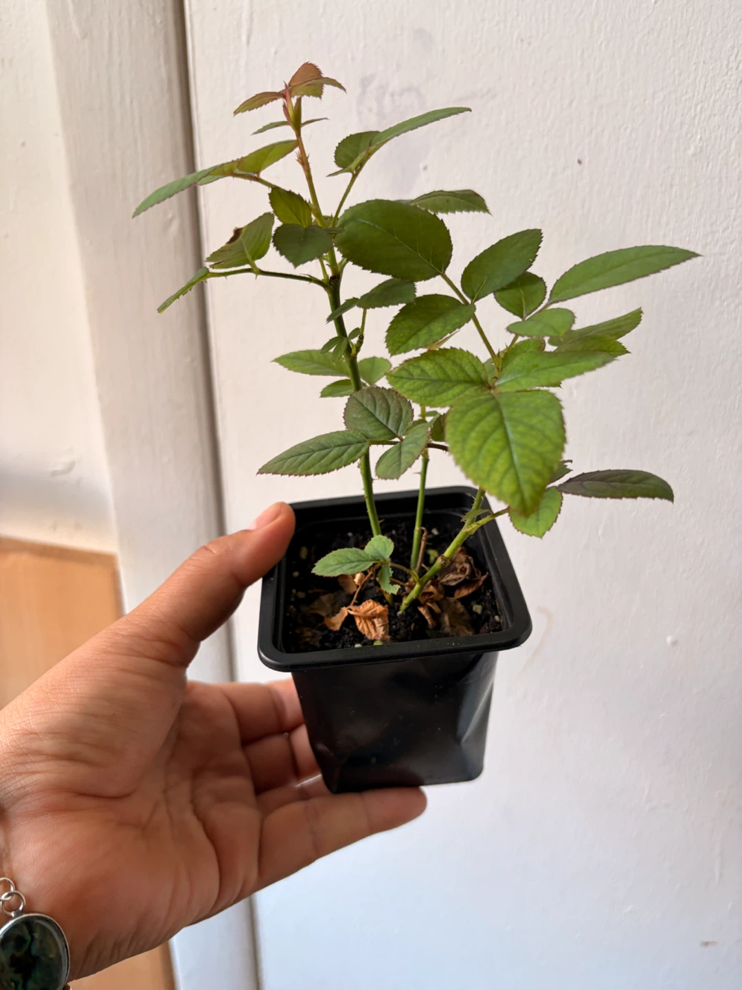 Mini rose “pink” plant - photo 2