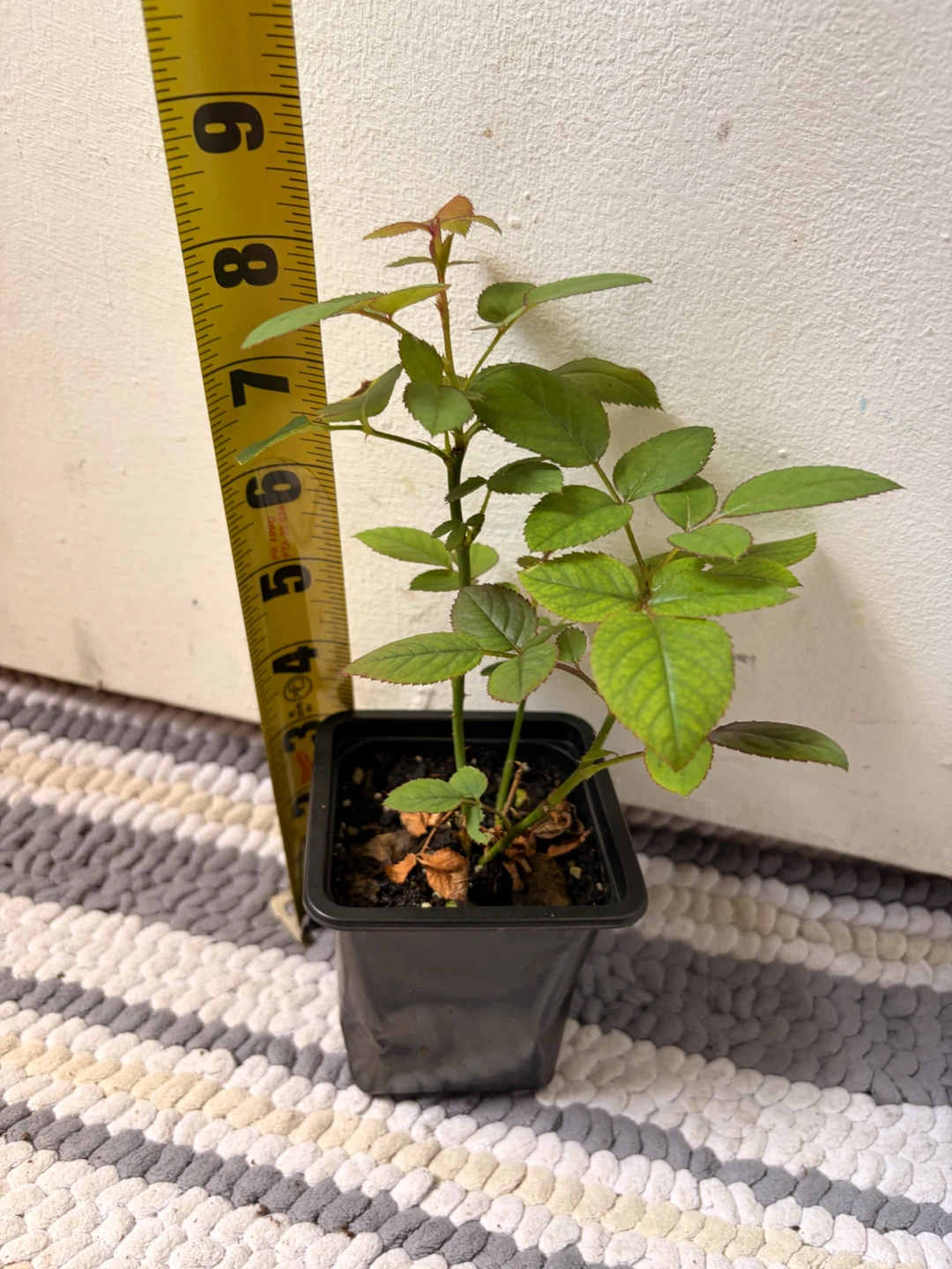 Mini rose “pink” plant - photo 3