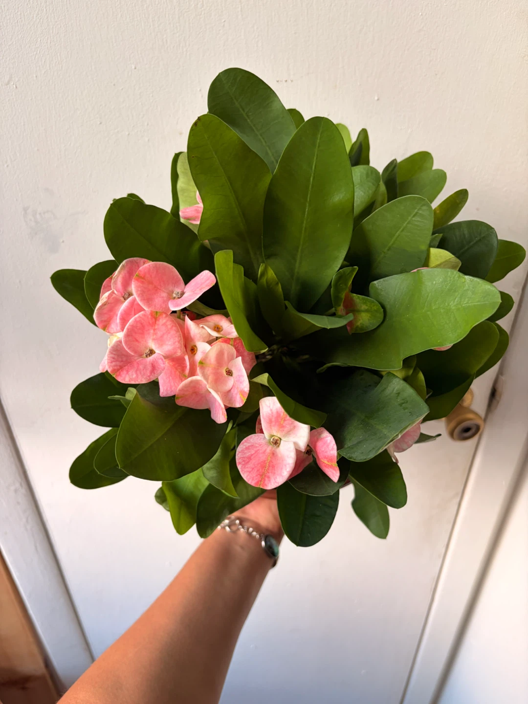 Euphorbia milii plant