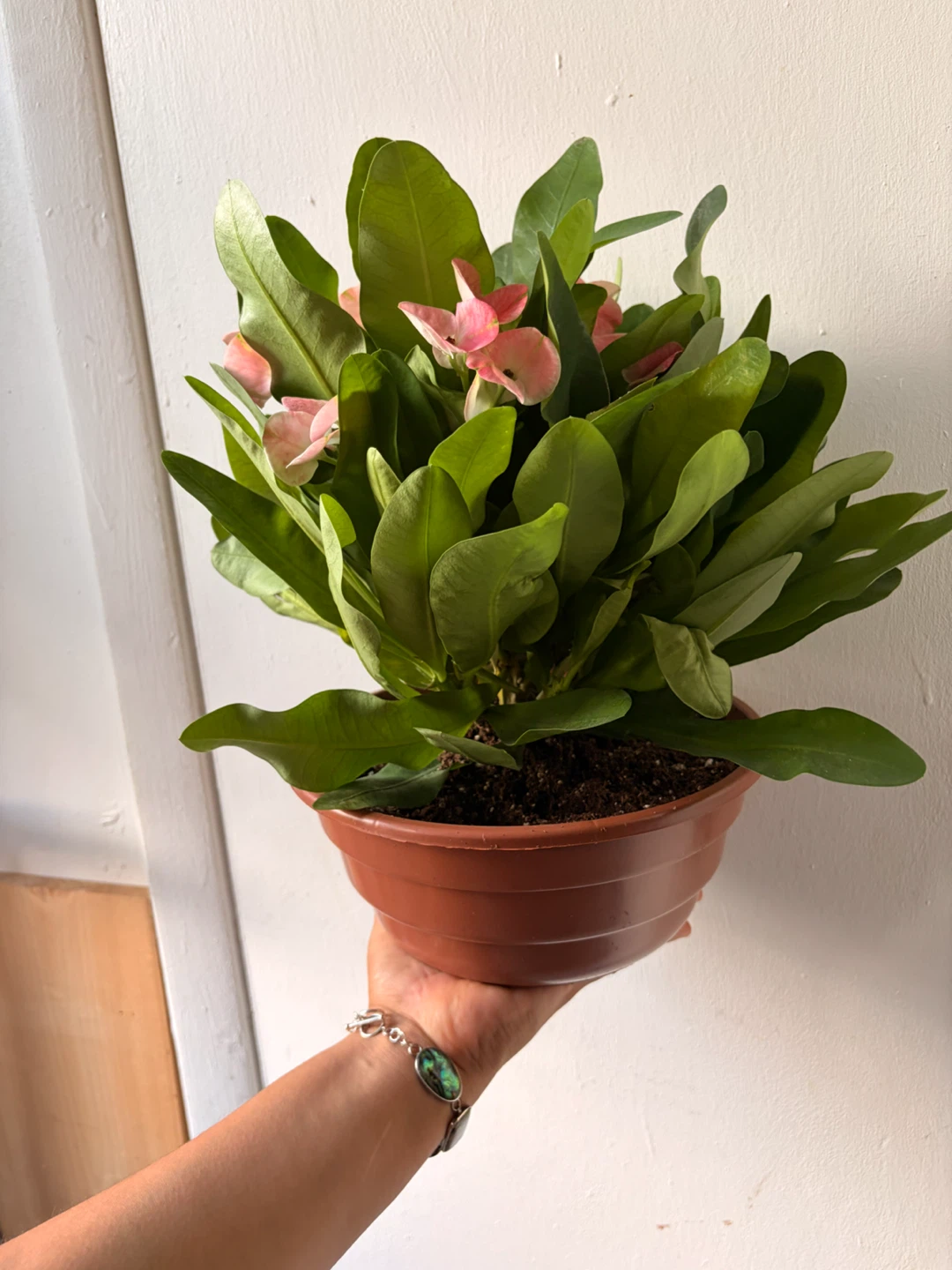Euphorbia milii plant - photo 2
