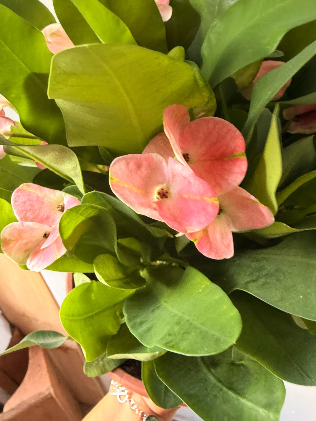Euphorbia milii plant - photo 3