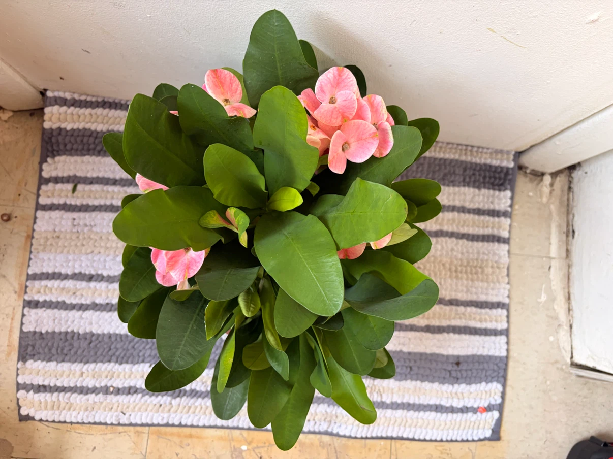 Euphorbia milii plant - photo 4