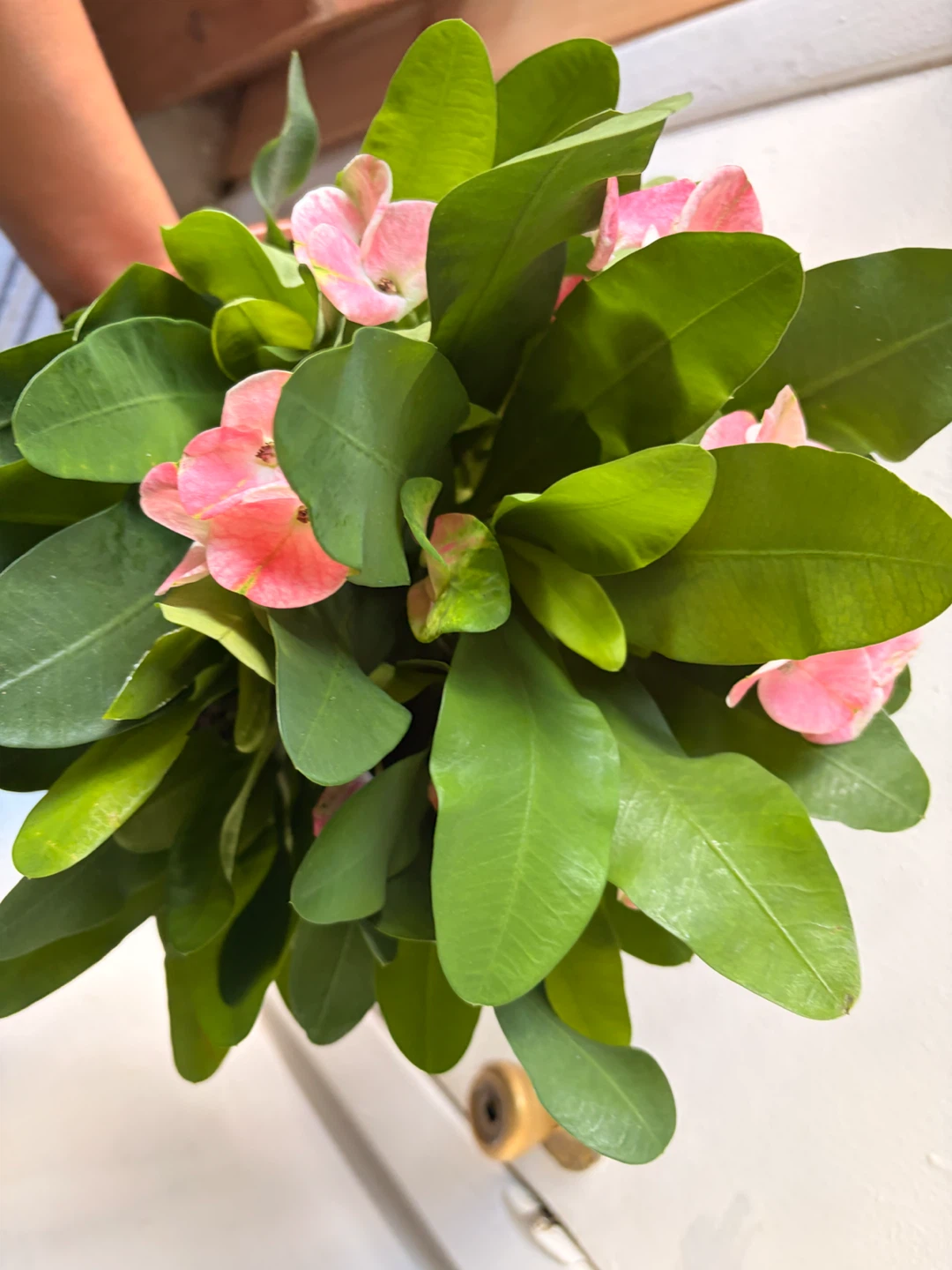 Euphorbia milii plant - photo 5