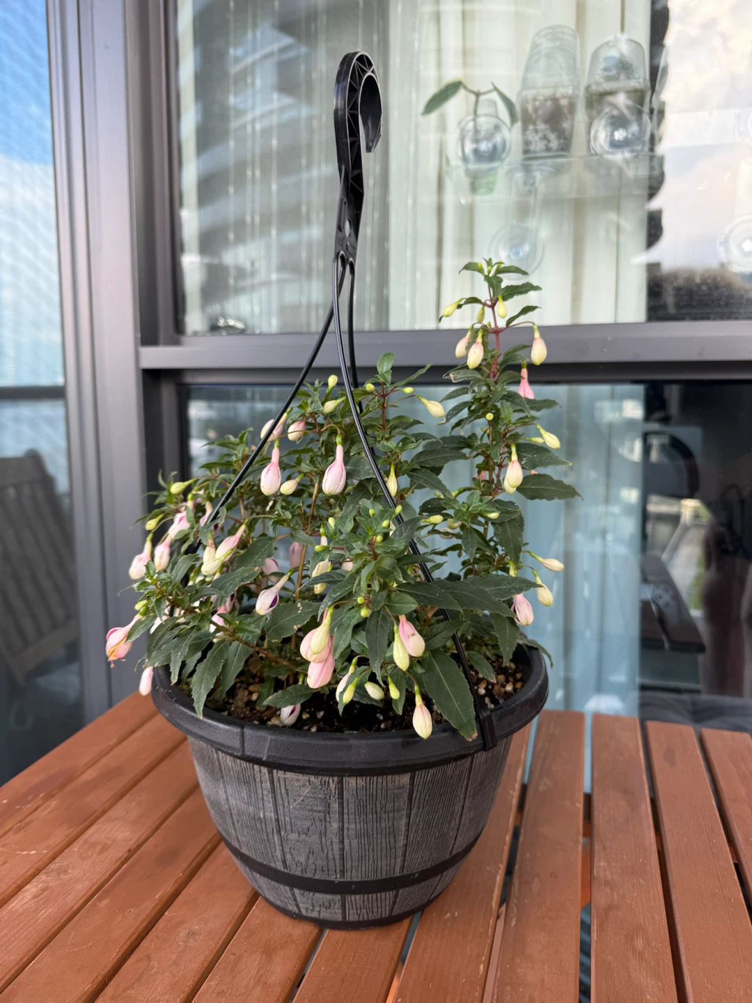 Hanging Fuchsia Plant