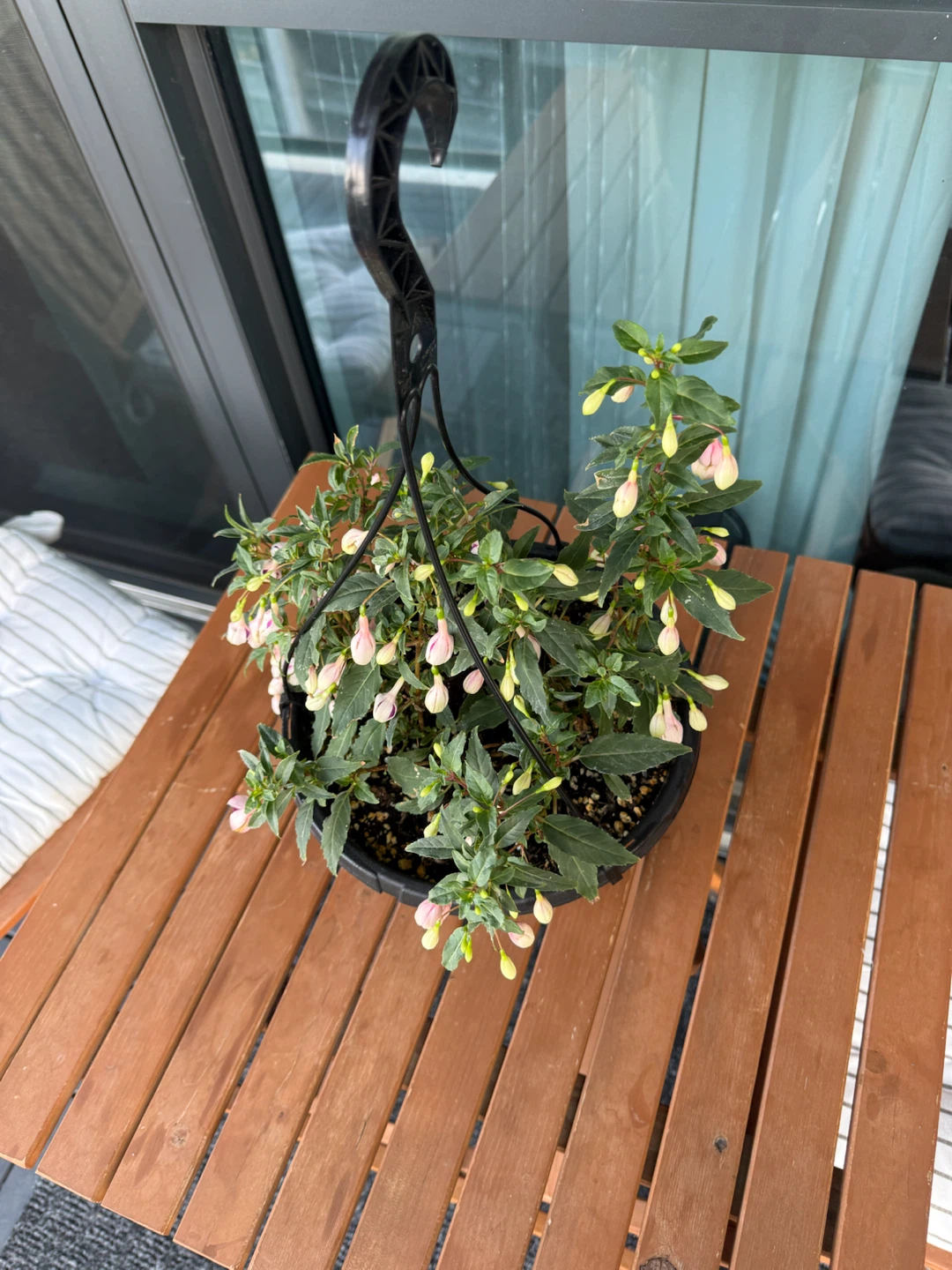 Hanging Fuchsia Plant - photo 2
