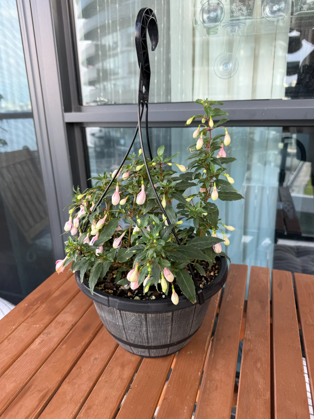 Hanging Fuchsia Plant - photo 3