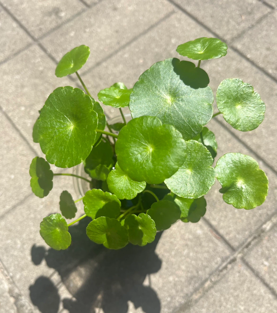 Marsh Pennywort/Chinese money plant in 3-4” cup
