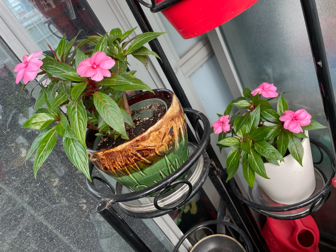 Impatiens Plants with Pink Flowers