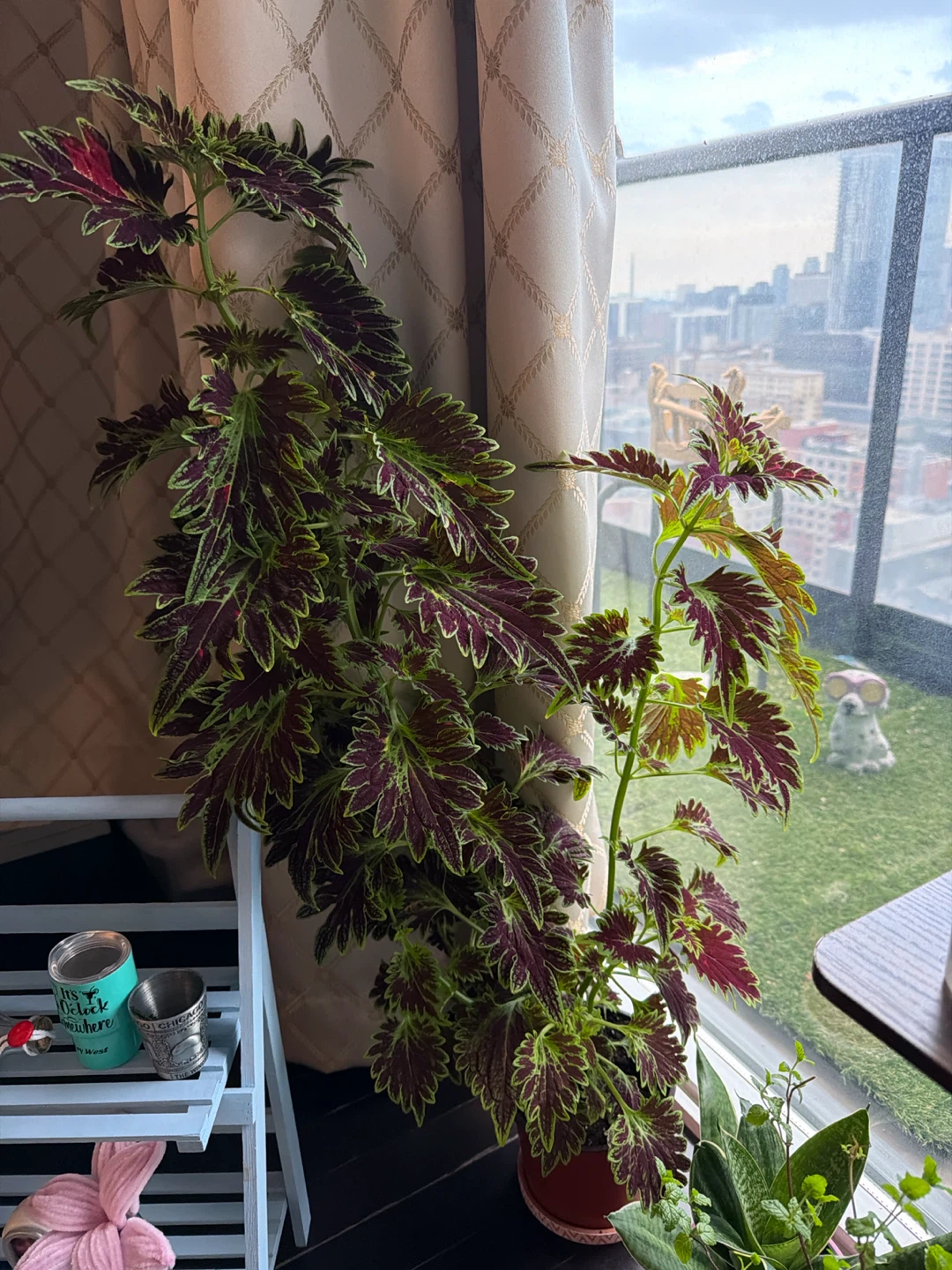 Coleus Plant stem for propagation