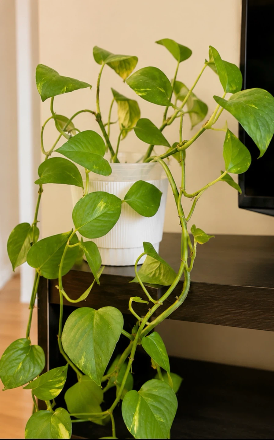 Healthy Golden Pothos with White Decorative Pot 🌿