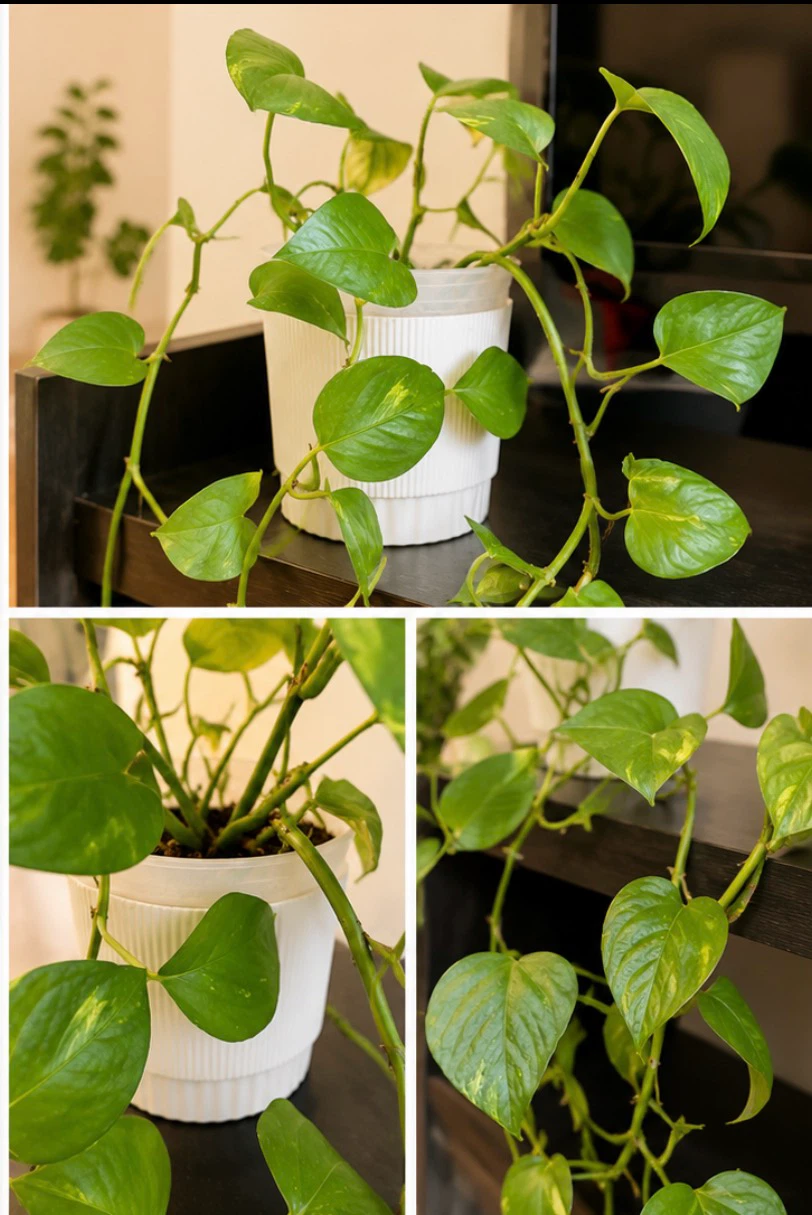 Healthy Golden Pothos with White Decorative Pot 🌿 - photo 2