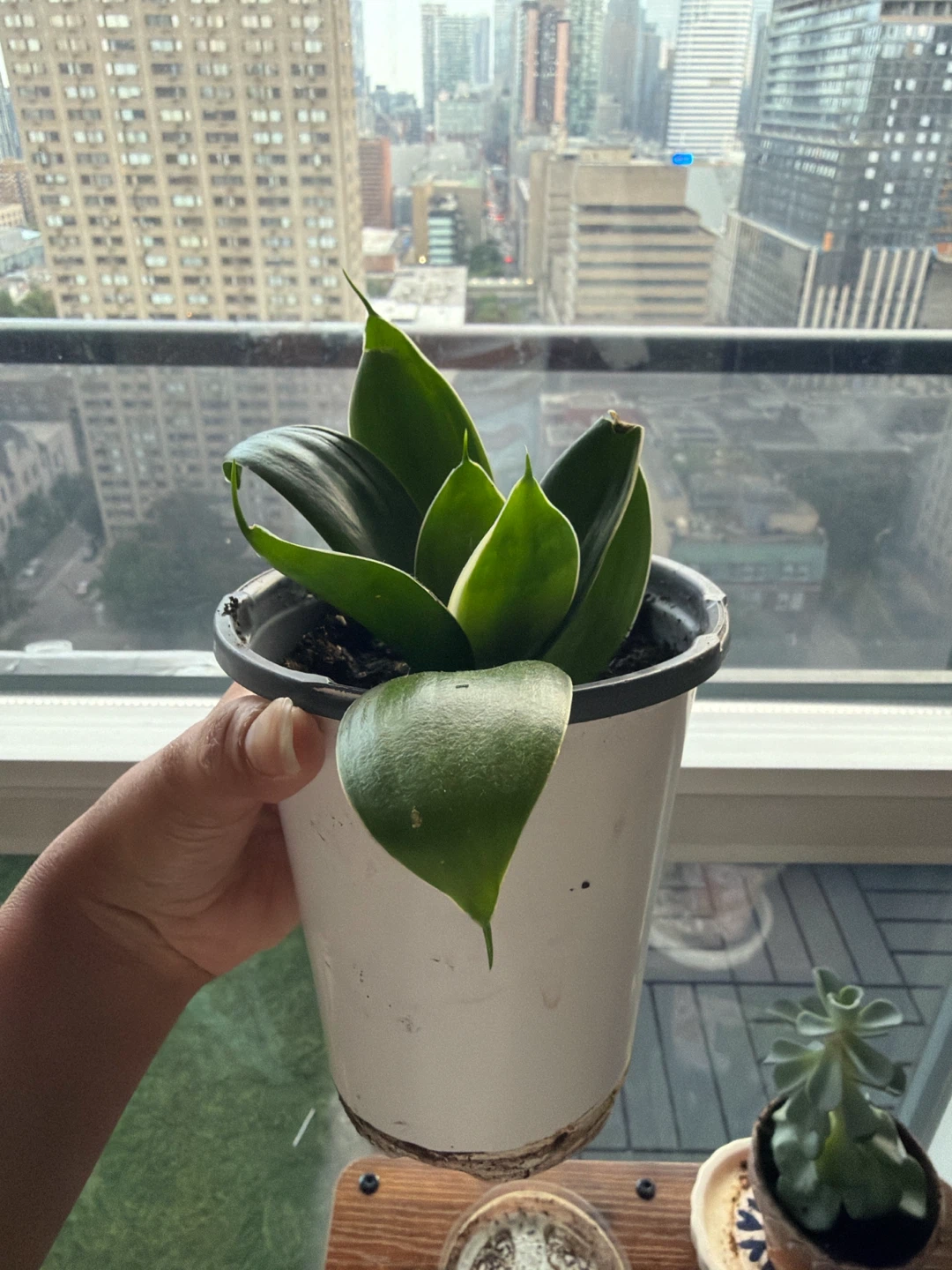 Sansevieria 'Hahnii' Snake Plant