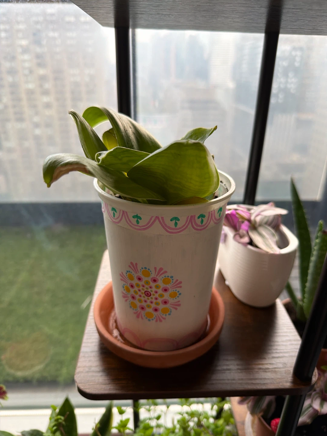 Snake Plant with Dot Mandala Pot