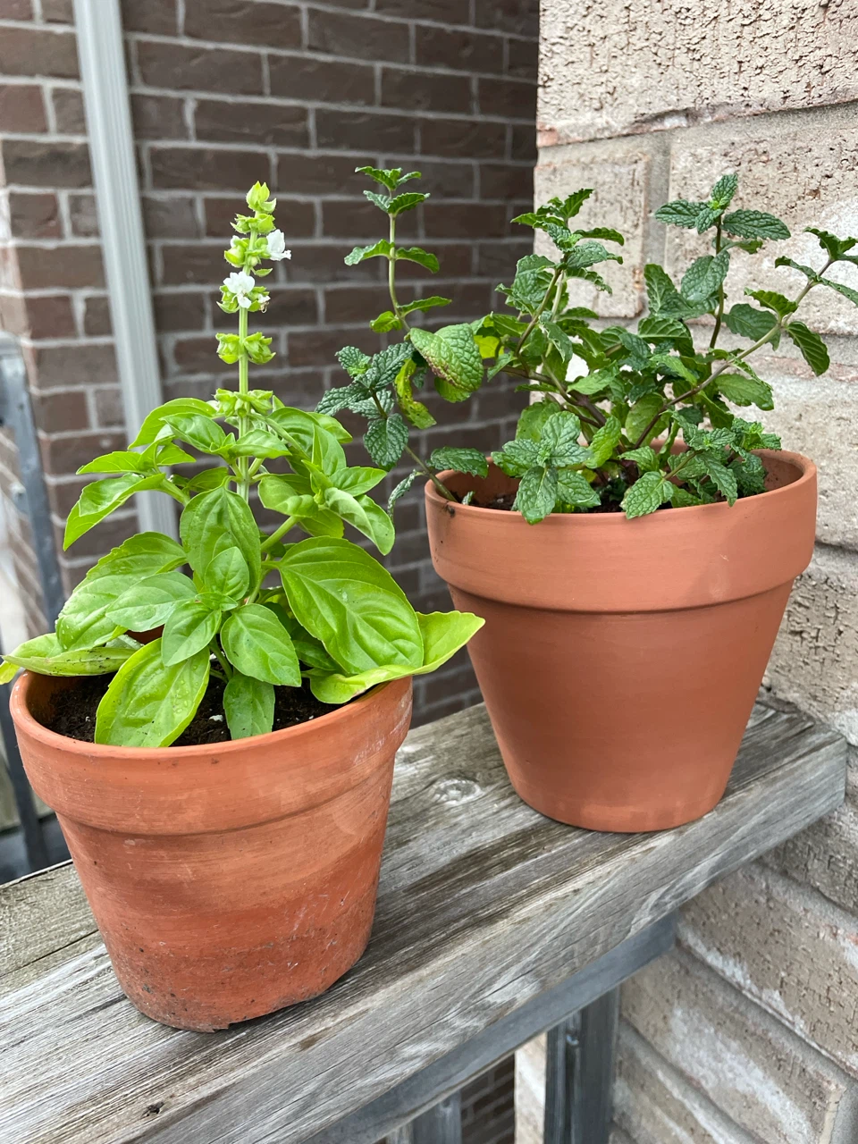 Both $8..Terracotta Potted Basil and Mint Plants