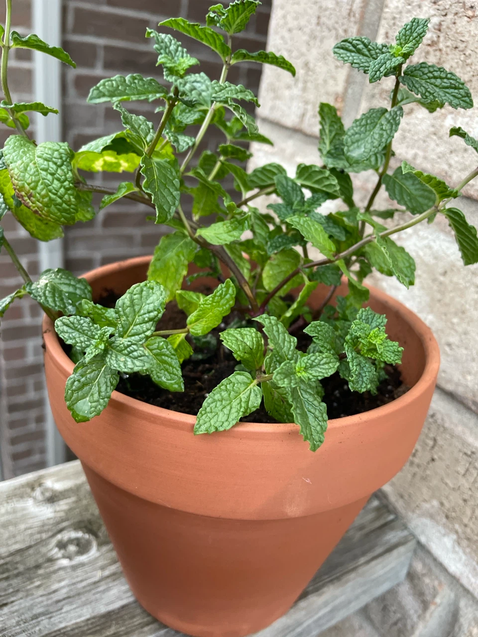 Both $8..Terracotta Potted Basil and Mint Plants - photo 2