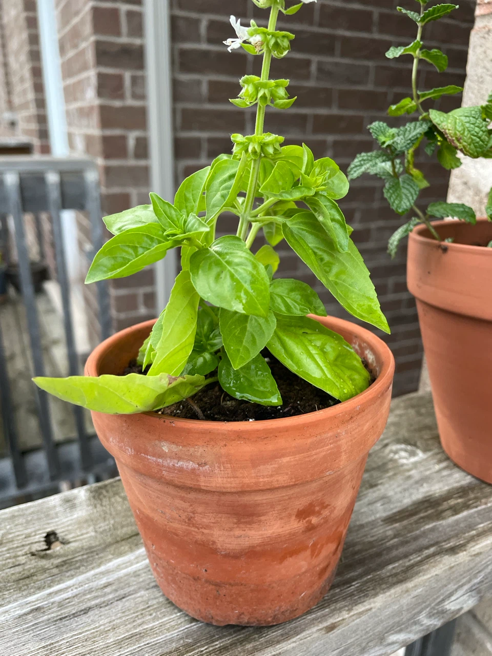 Both $8..Terracotta Potted Basil and Mint Plants - photo 3