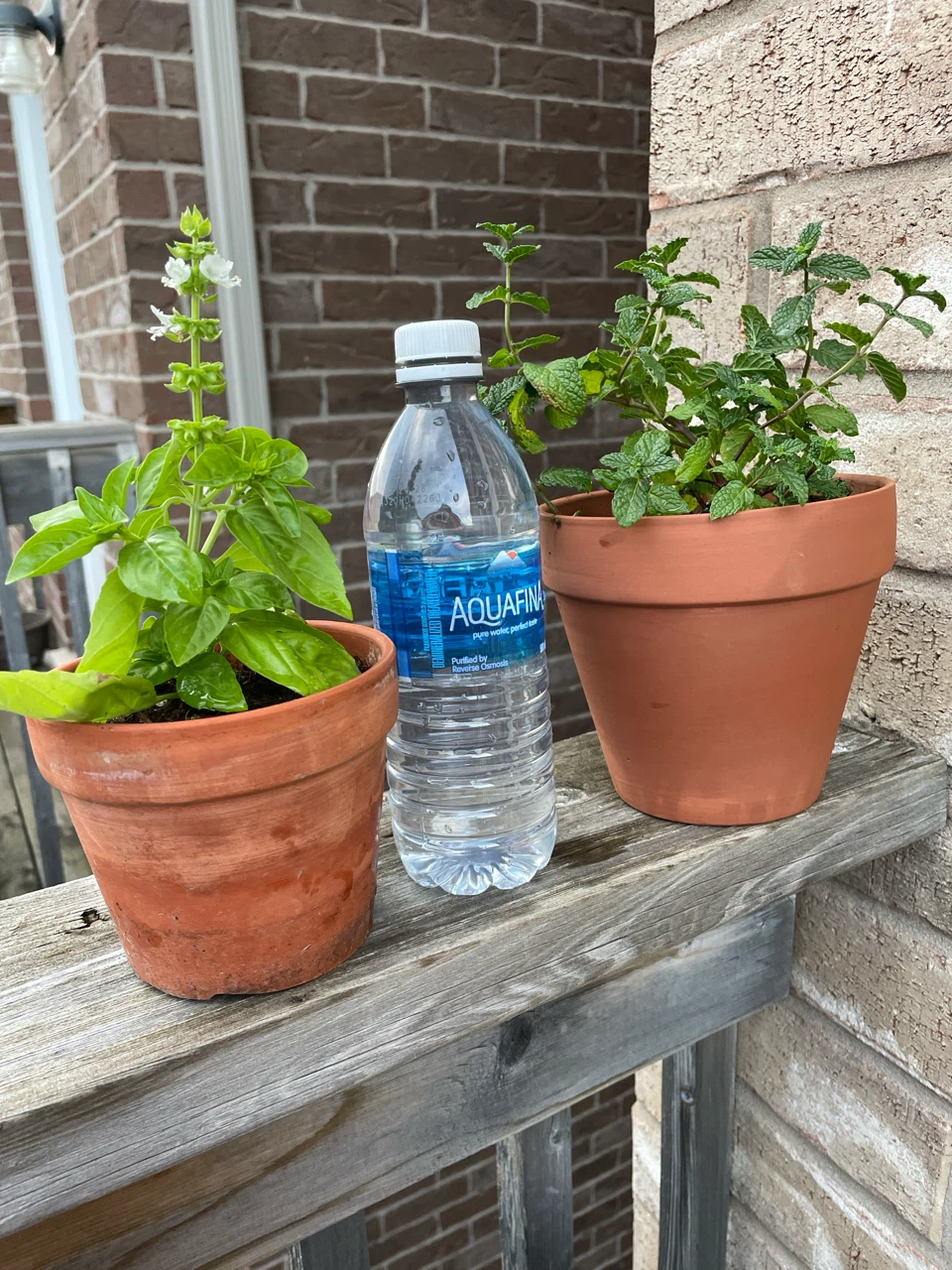 Both $8..Terracotta Potted Basil and Mint Plants - photo 4