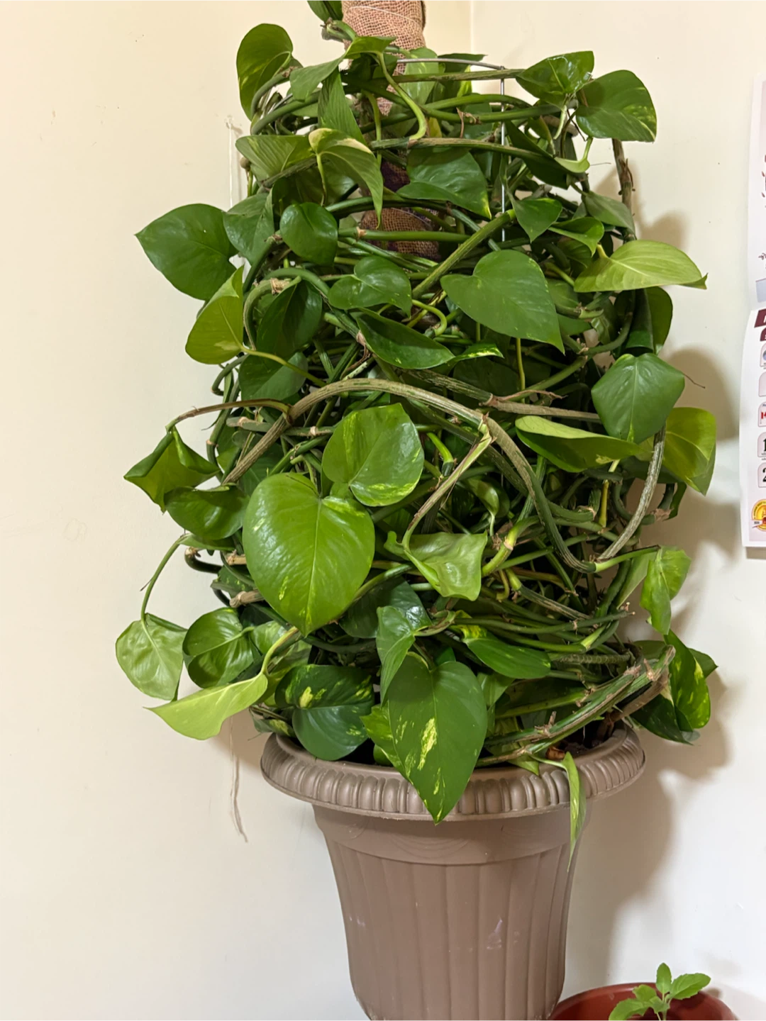 Pothos plant in pot