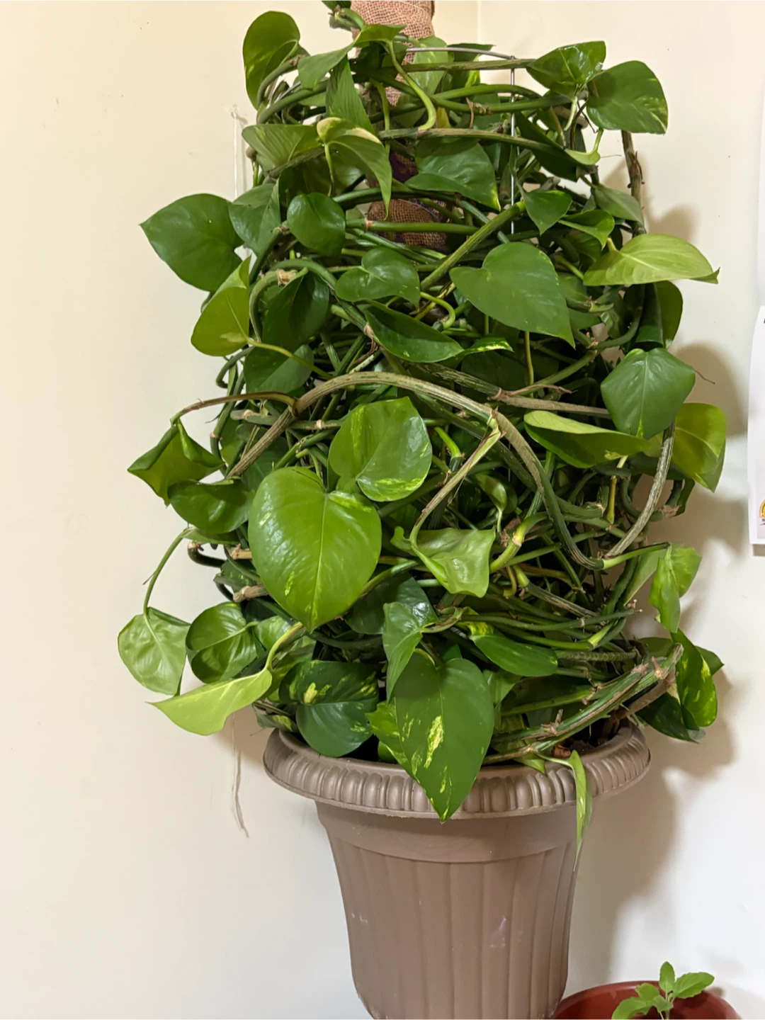 Pothos plant in pot - photo 2