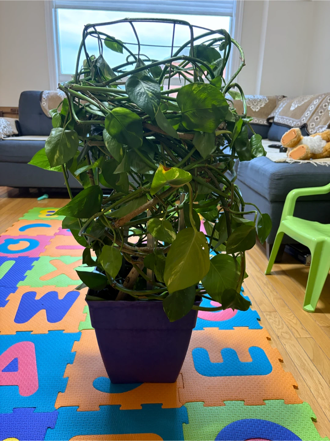 Pothos plant in pot - photo 3