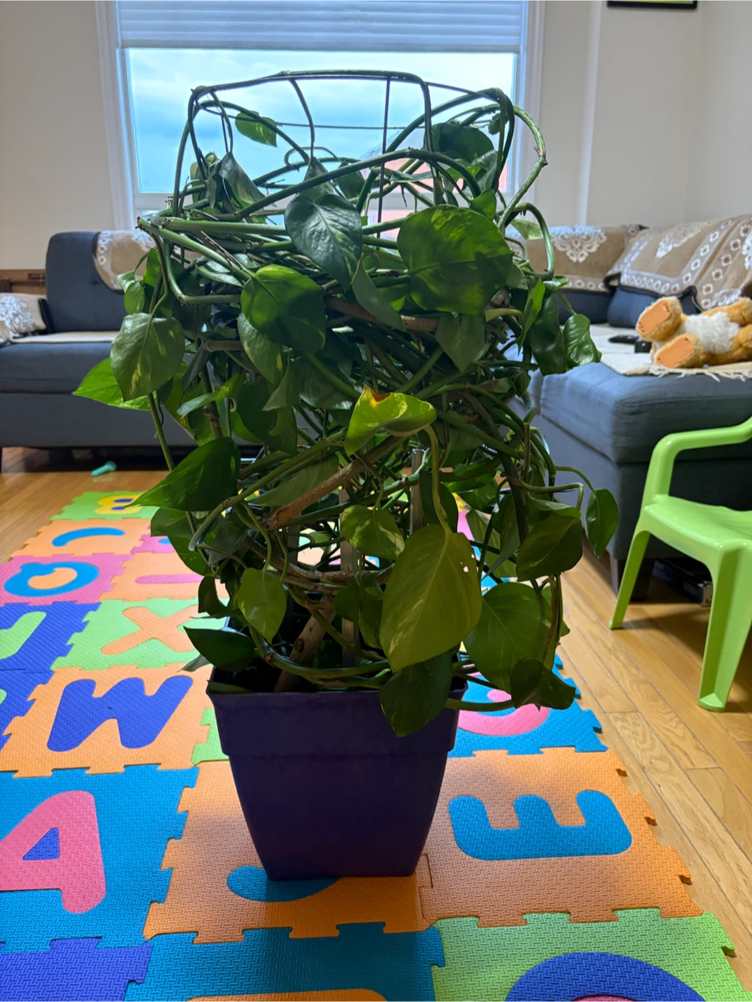 Pothos plant in pot - photo 4