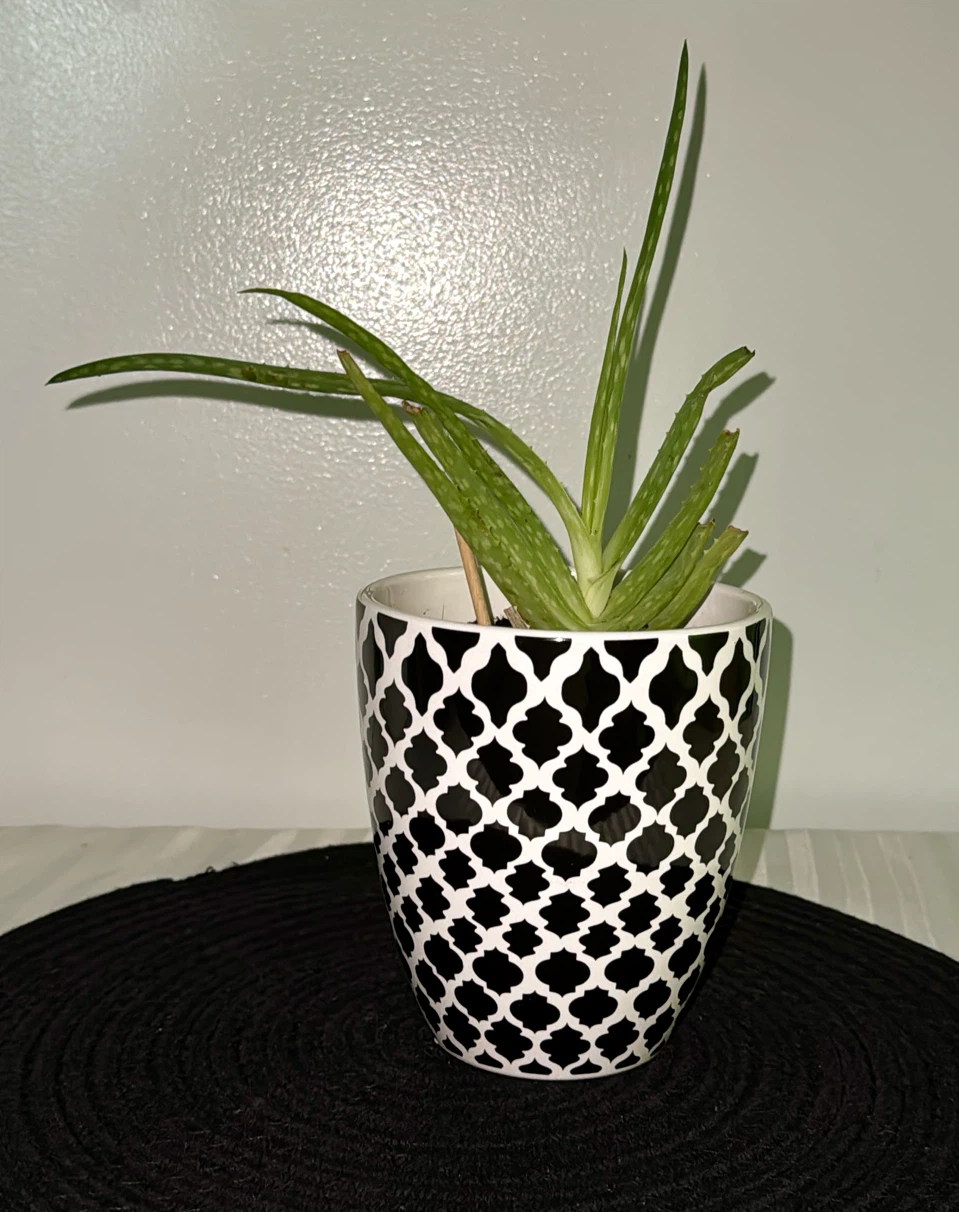 Aloe vera plants