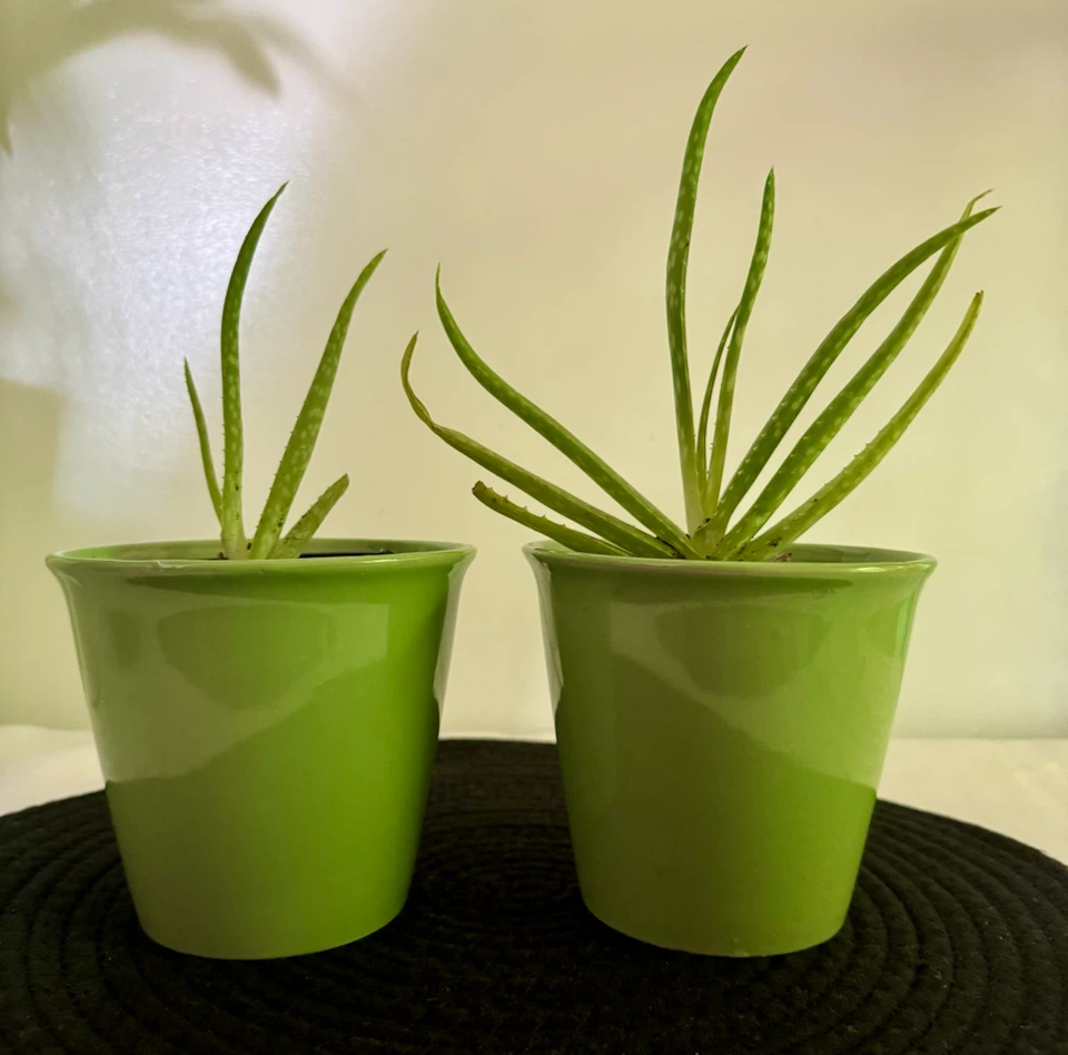 Aloe vera plants - photo 2