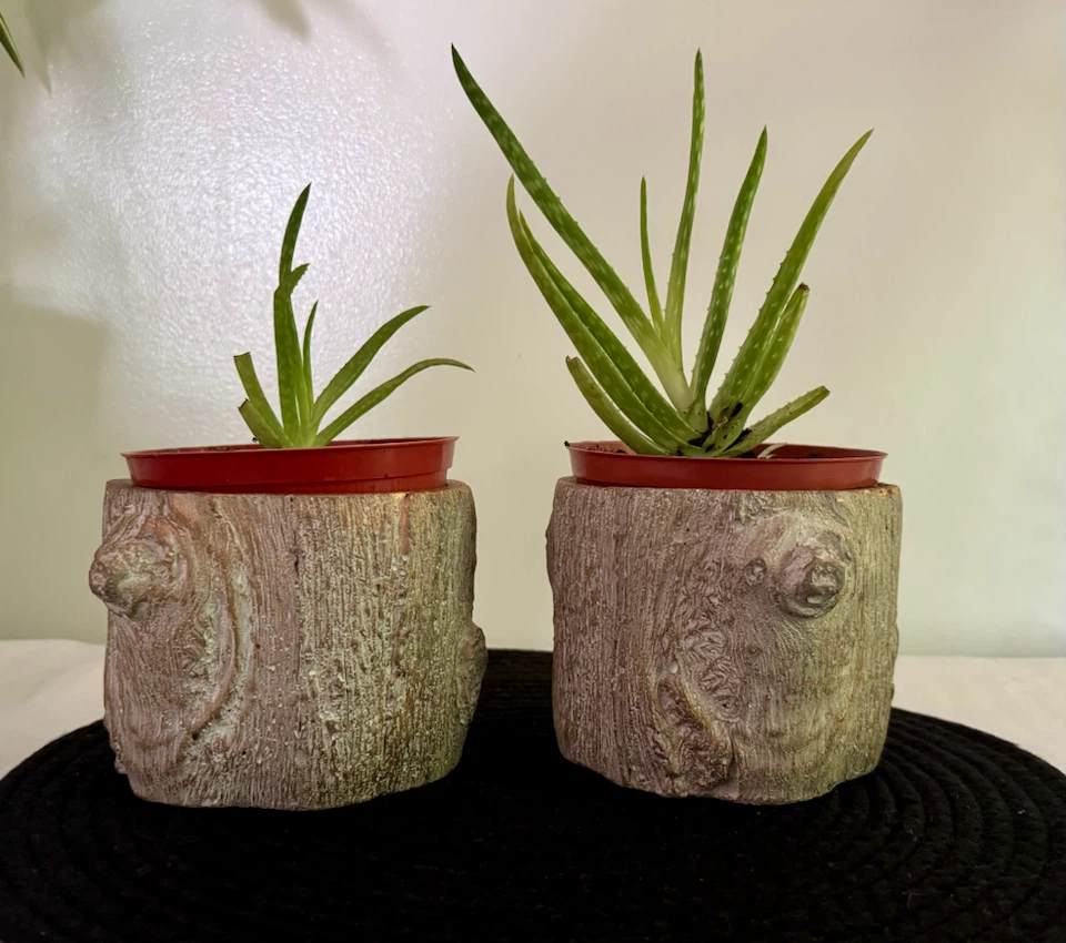 Aloe vera plants - photo 3