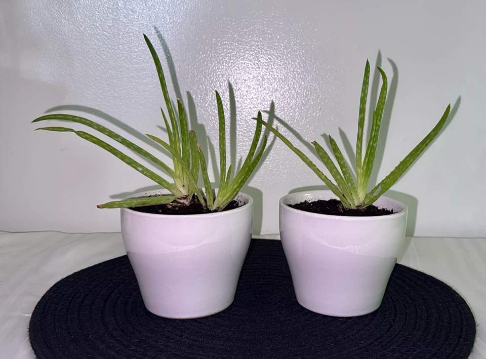 Aloe vera plants - photo 4