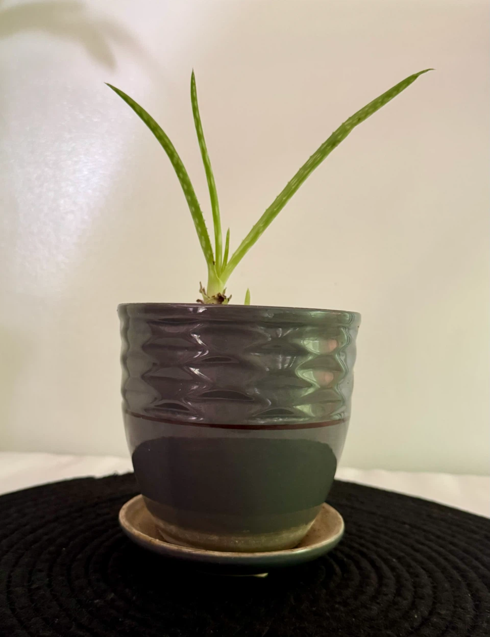 Aloe vera plants - photo 5