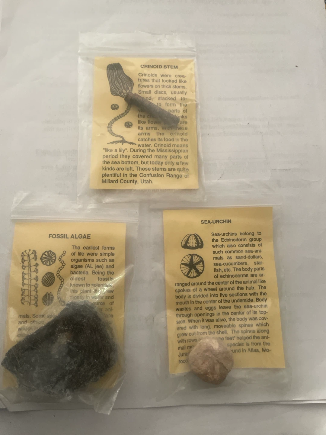 Fossil Collection: Crinoid Stem, Fossil Algae, Sea-Urchin