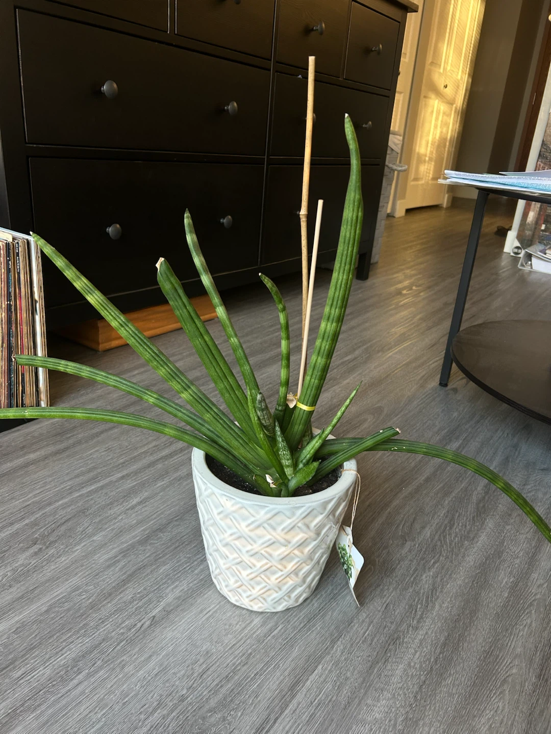 Sansevieria Cylindrica Plant in White Textured Pot