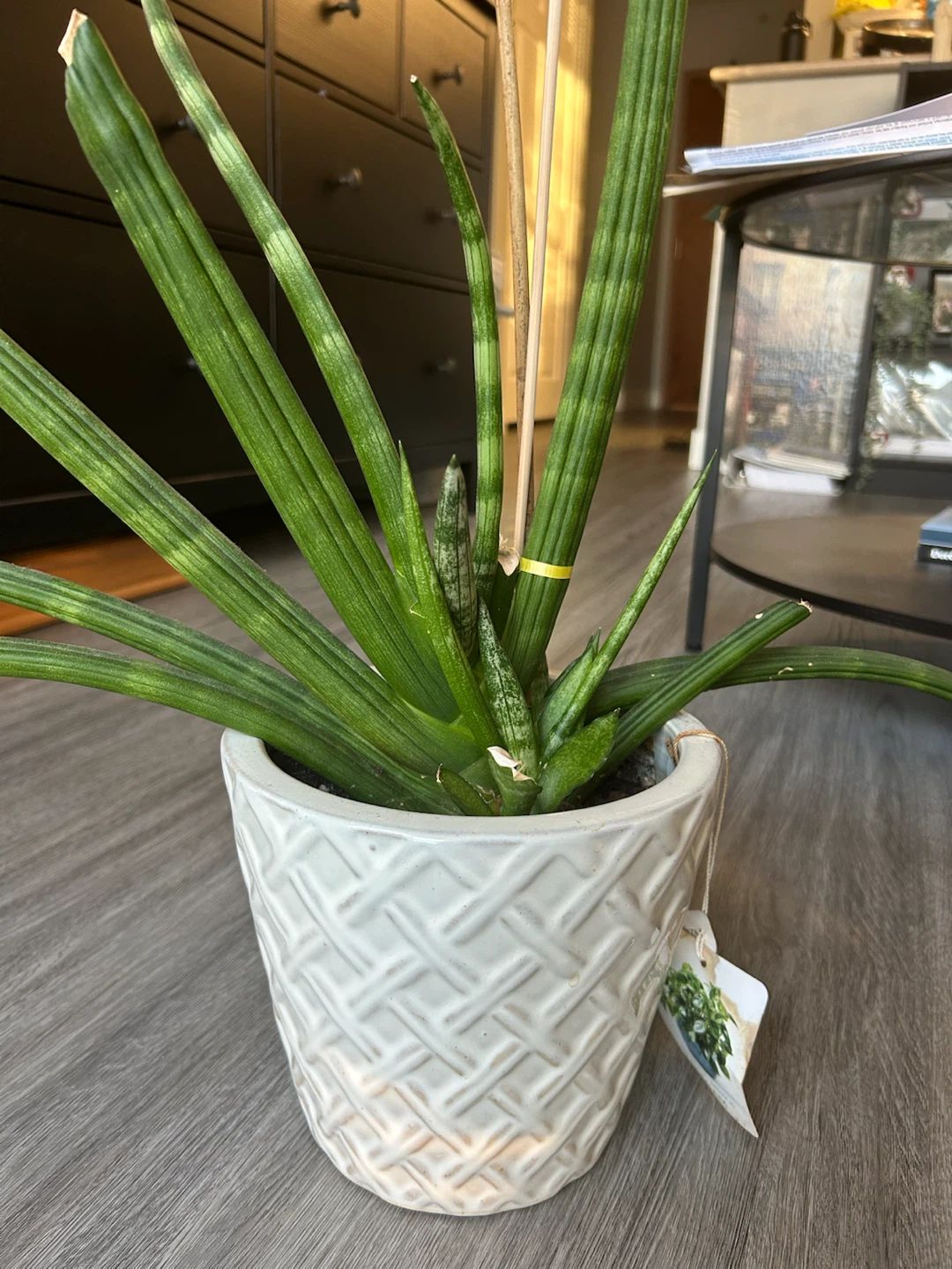 Sansevieria Cylindrica Plant in White Textured Pot - photo 2