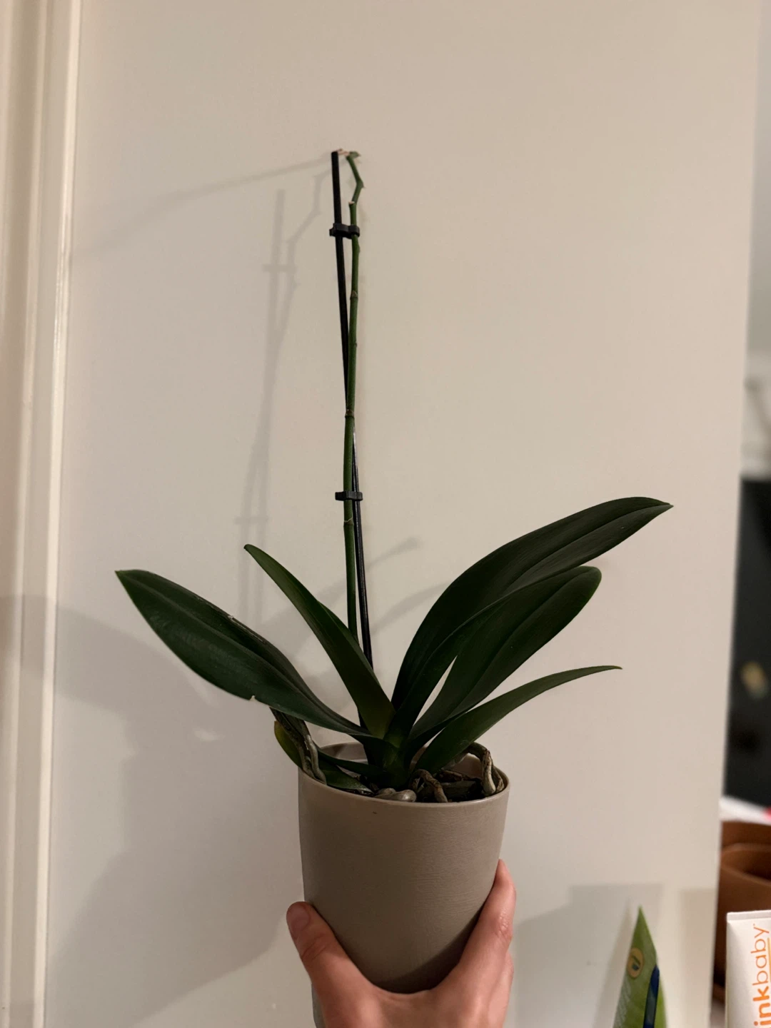 Assorted Potted Houseplants