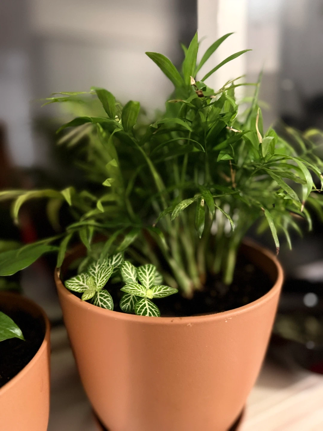 Assorted Potted Houseplants - photo 3
