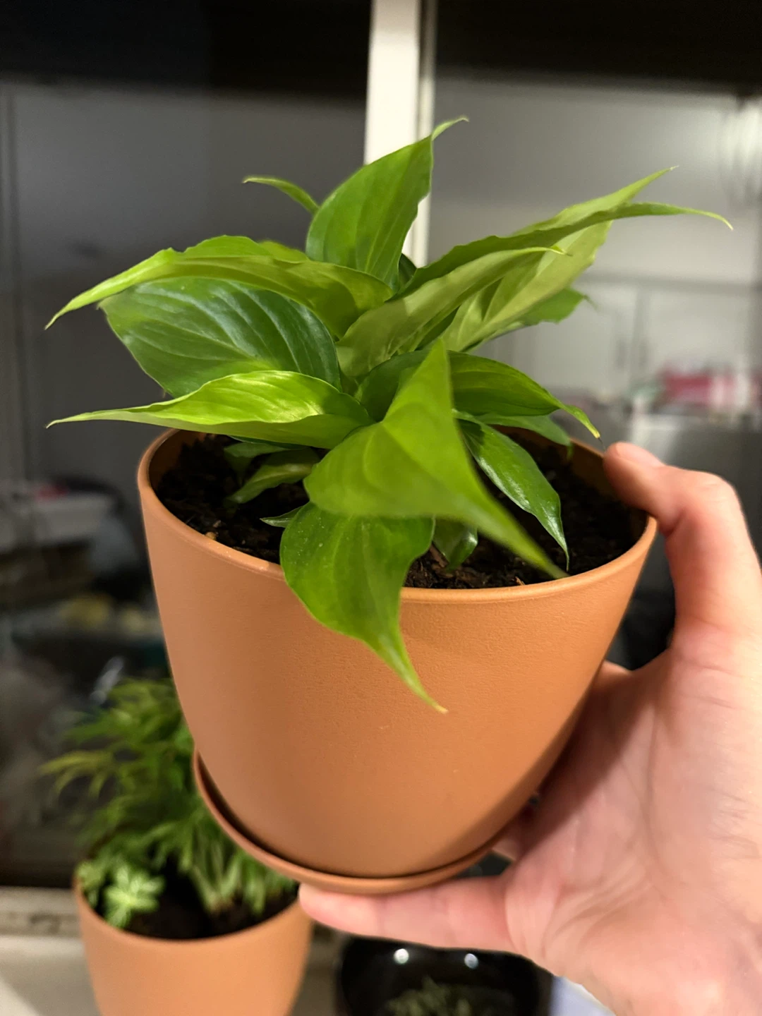 Assorted Potted Houseplants - photo 2
