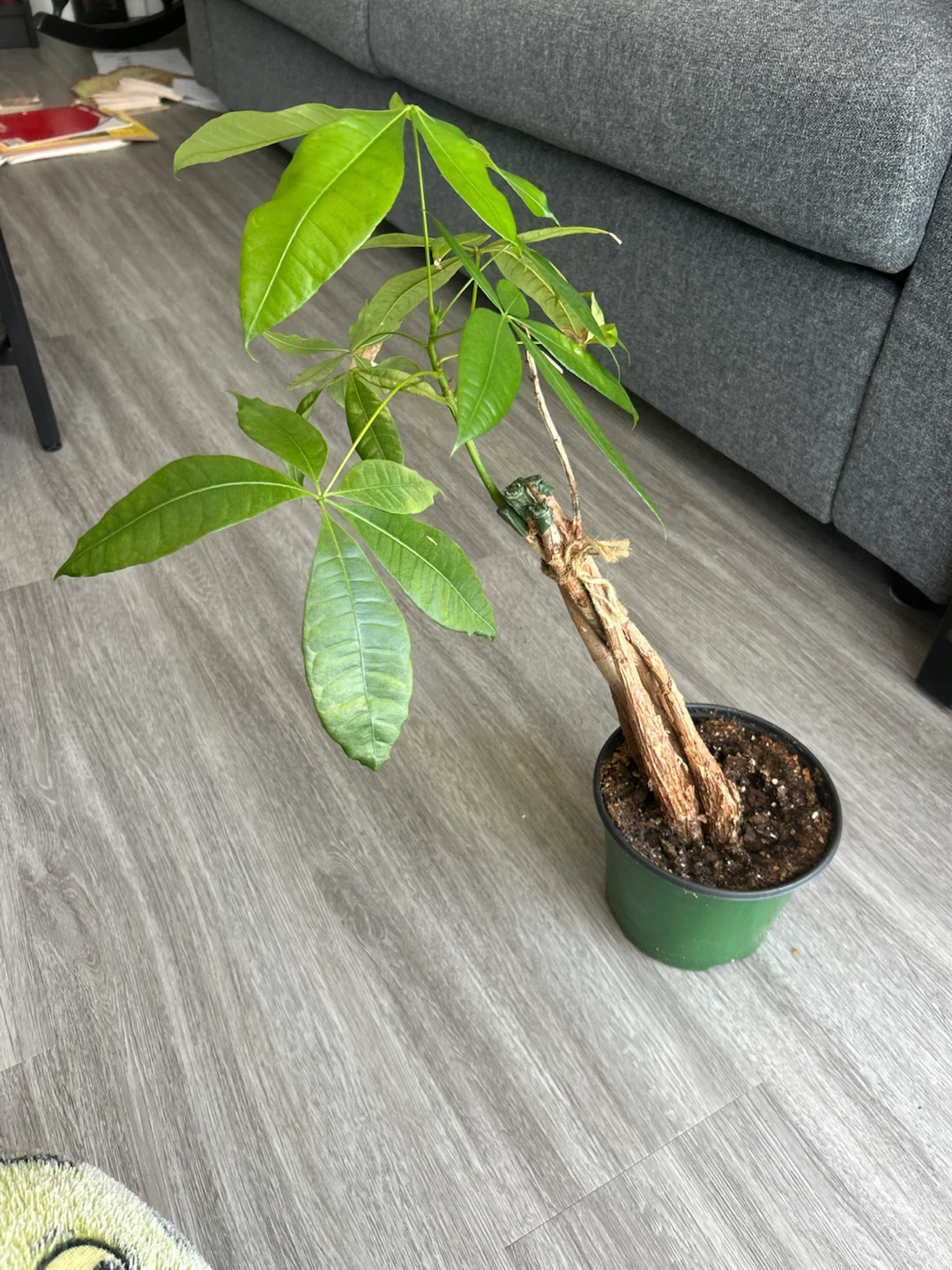 Plants for sale!! (3 of them) - photo 2