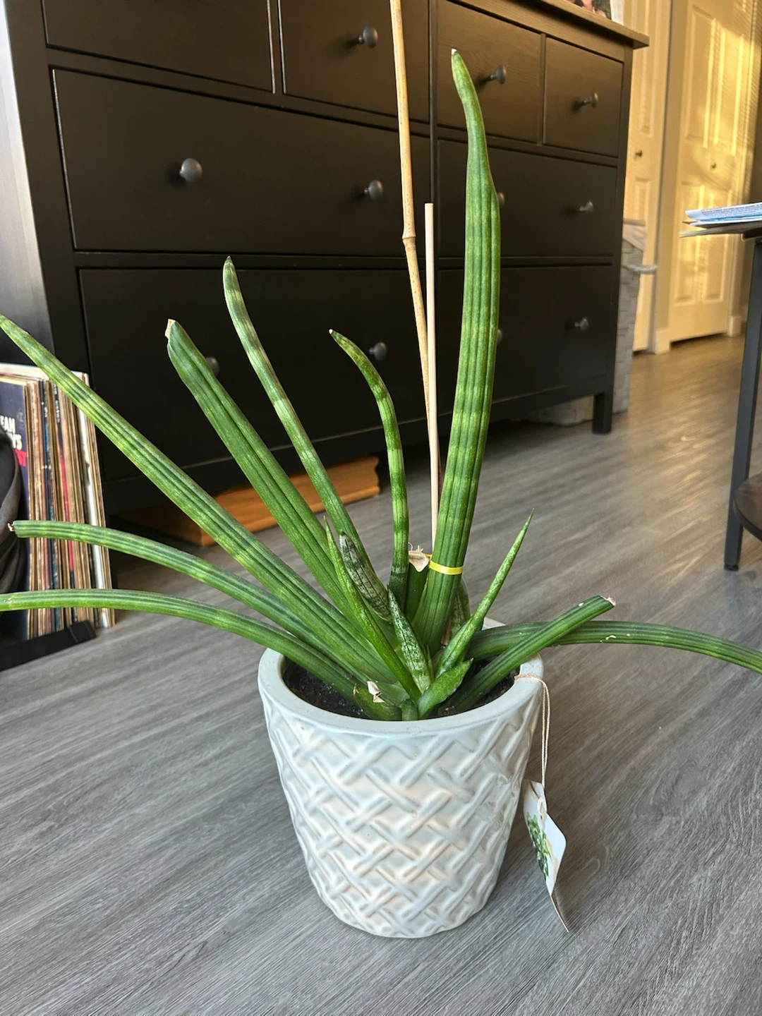 Plants for sale!! (3 of them)