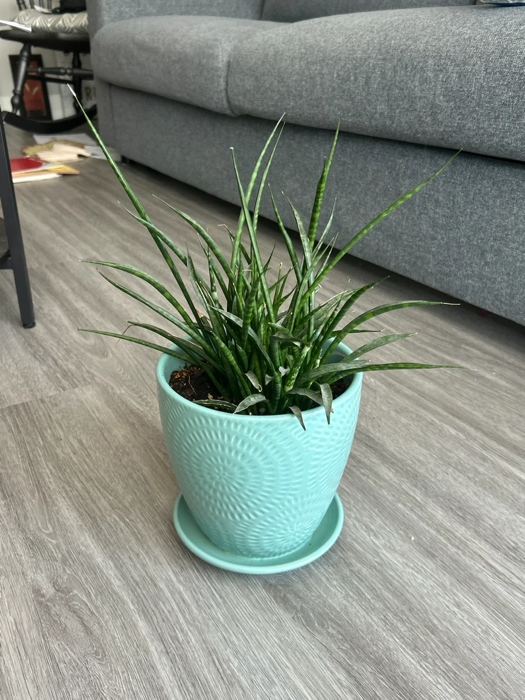 Plants for sale!! (3 of them) - photo 3