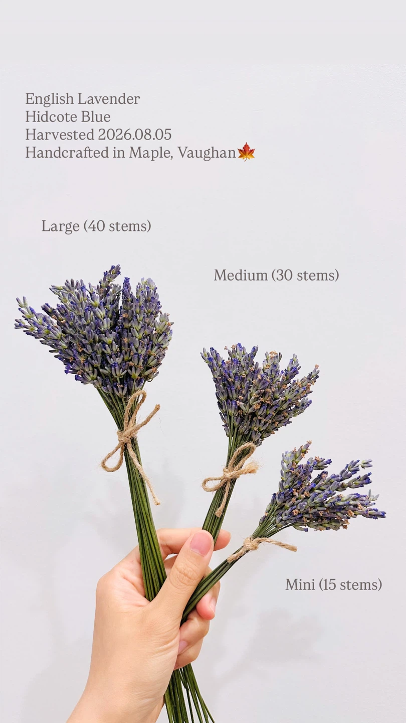 🌿 Fresh Homegrown Lavender Bouquets – Maple/Vaughan 💜