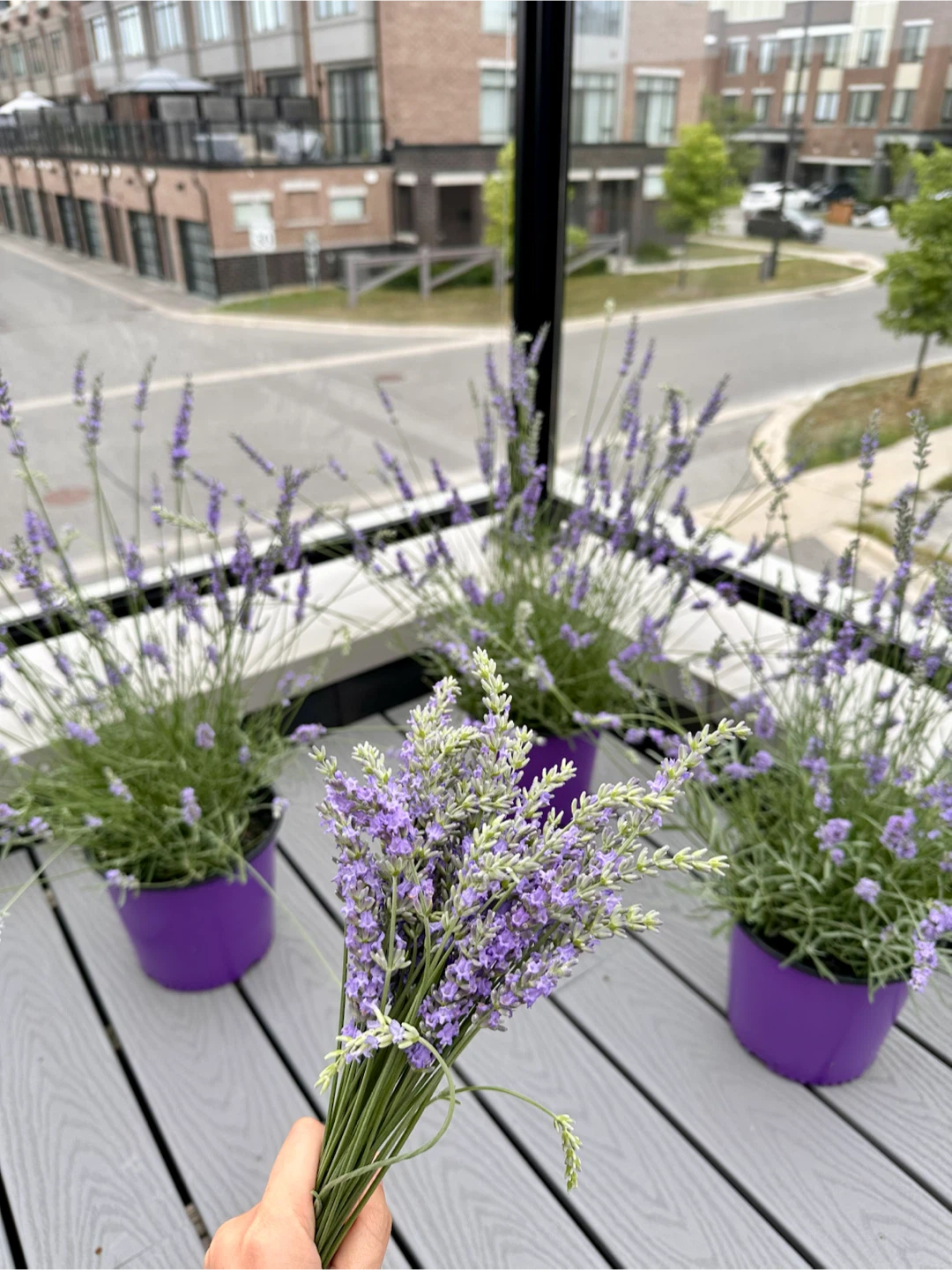 🌿 Fresh Homegrown Lavender Bouquets – Maple/Vaughan 💜 - photo 2