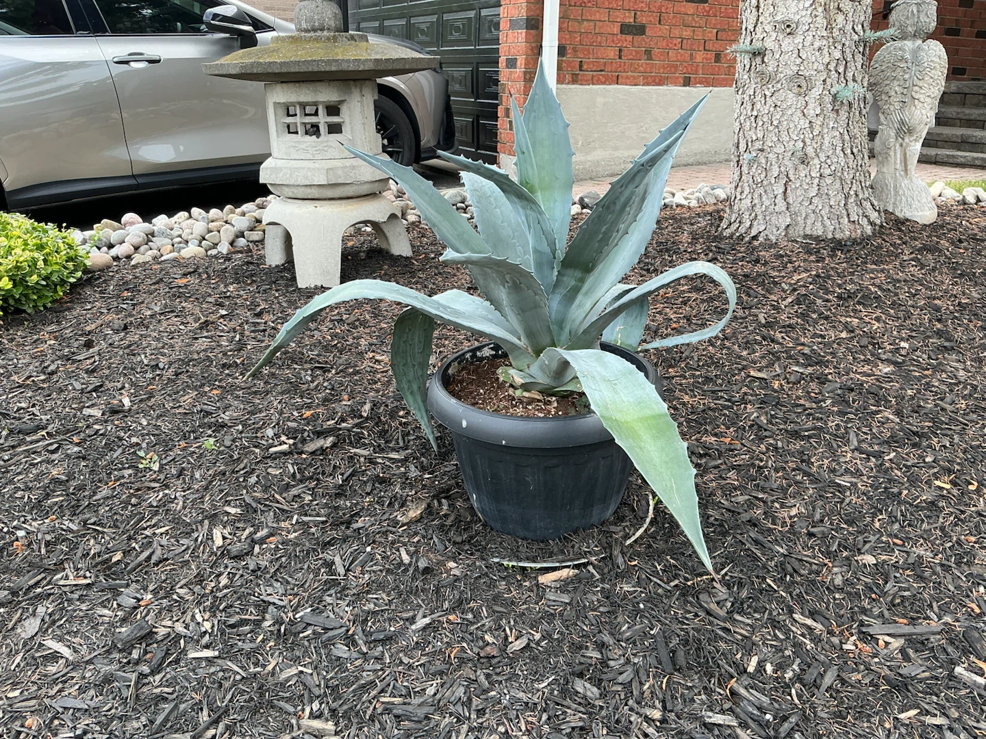 Agave plant in black pot