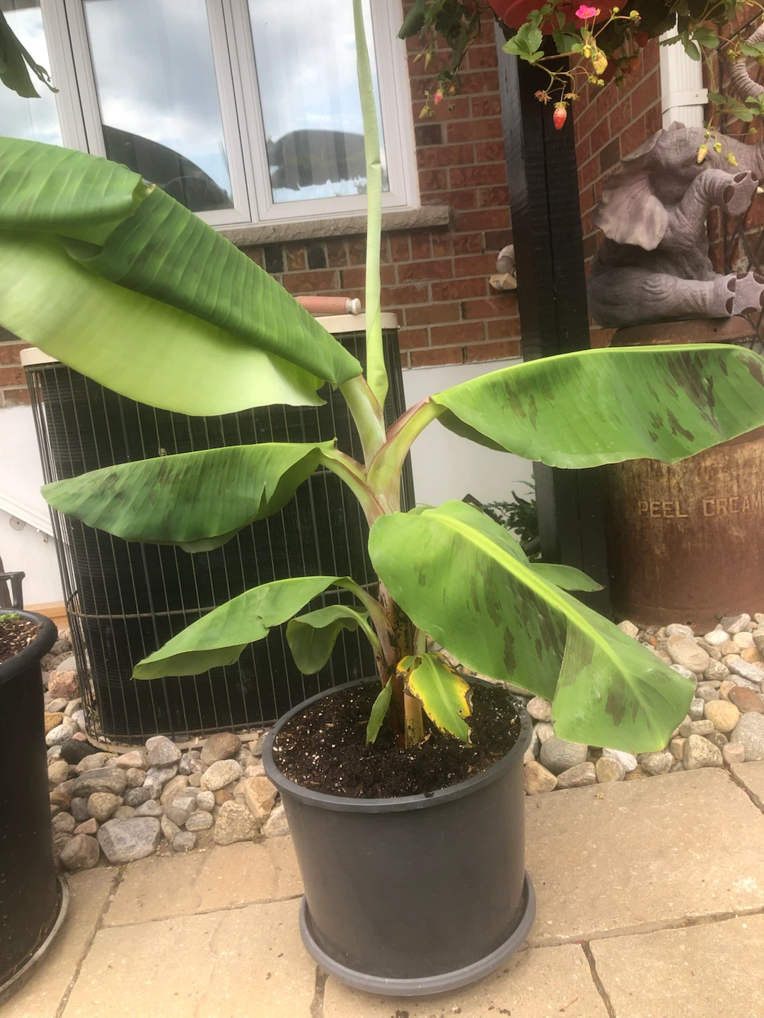 Potted Banana Plant