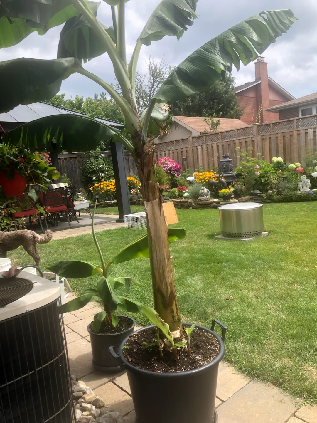 Banana Tree Plant