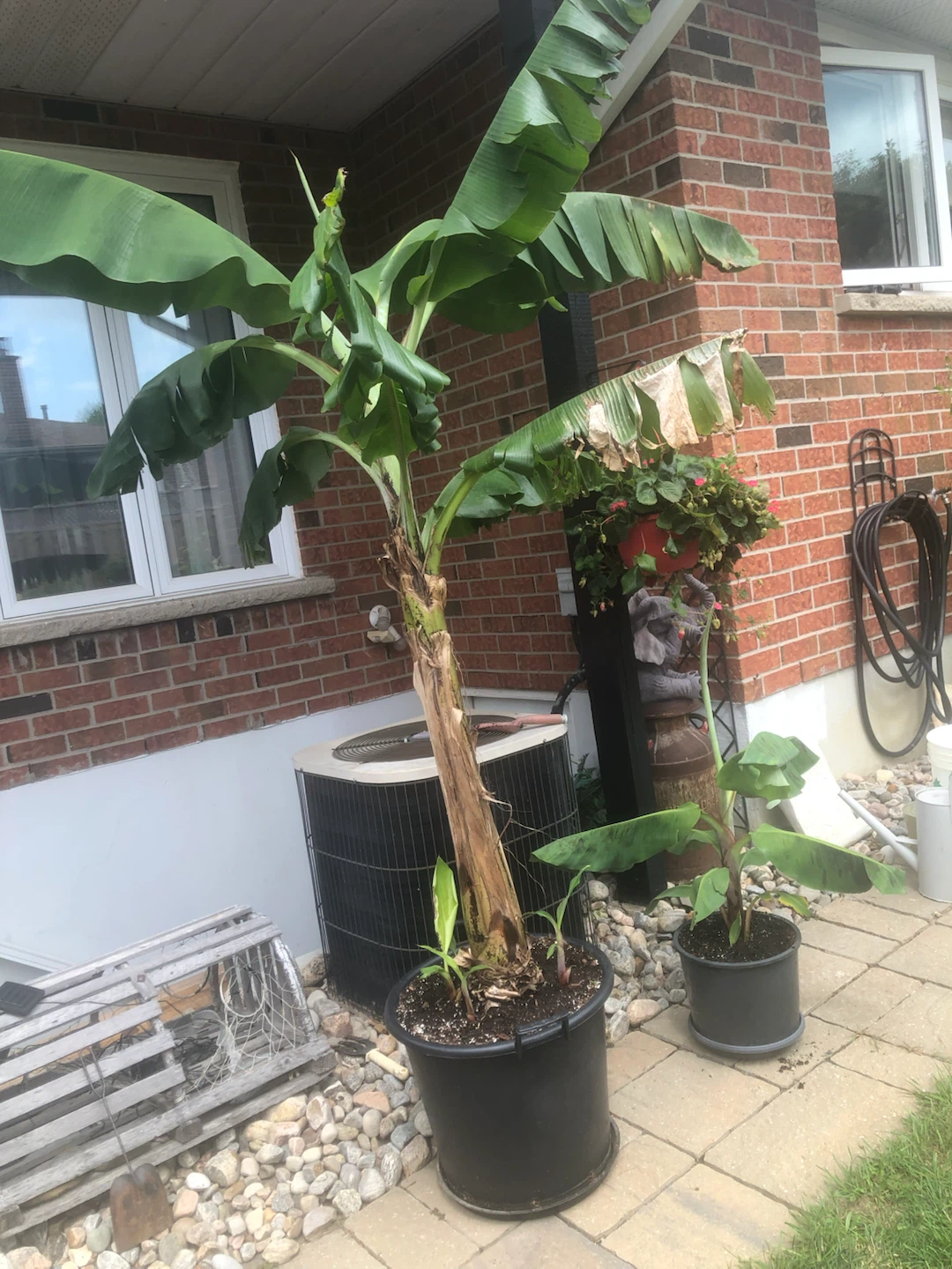 Banana Tree Plant - photo 2