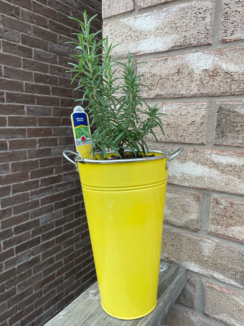 Rosemary Plant in Yellow Pot