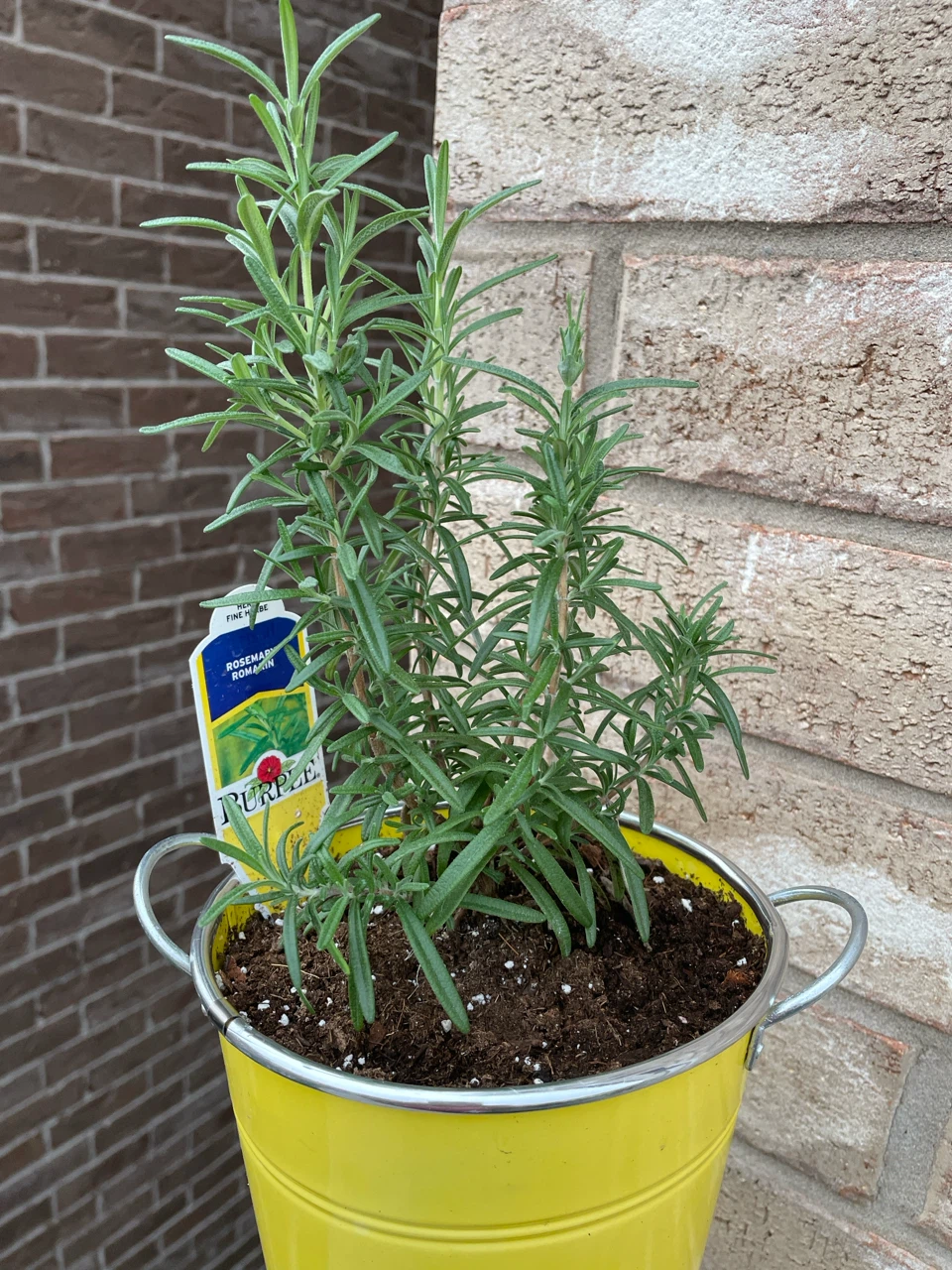 Rosemary Plant in Yellow Pot - photo 2