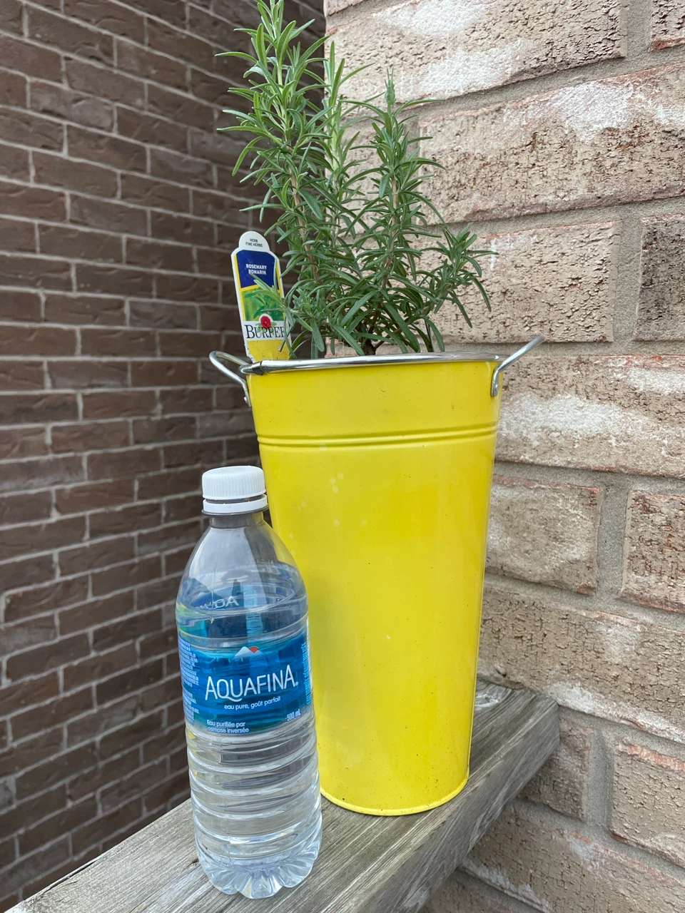 Rosemary Plant in Yellow Pot - photo 3