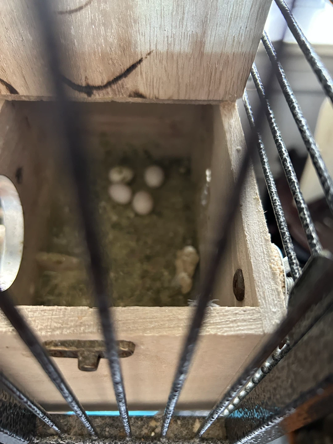 Baby Budgie Bird