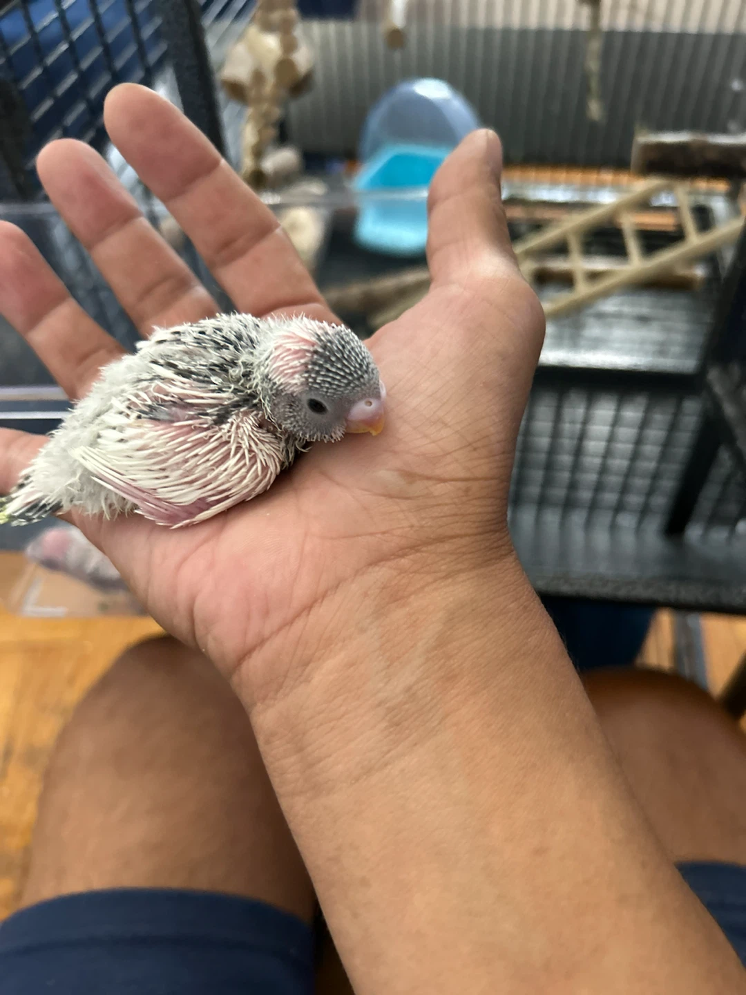 Baby Budgie Bird - photo 2
